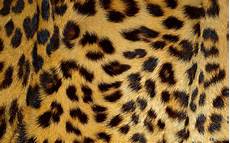Leopard Skin