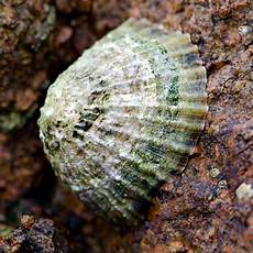 Limpet