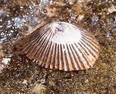 Limpet
