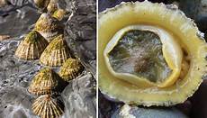 Limpet