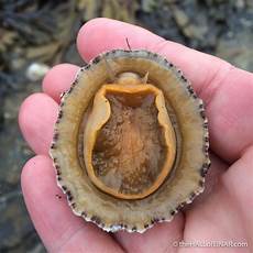 Limpet