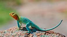 Lizard Fish
