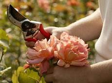 Lopping Shears
