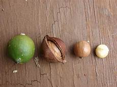 Macadamia Nuts