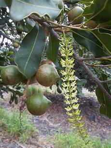 Macadamia Nuts