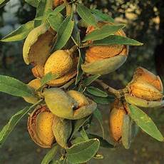 Macadamia Nuts