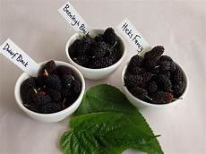 Malberry jam