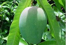 Mangoes