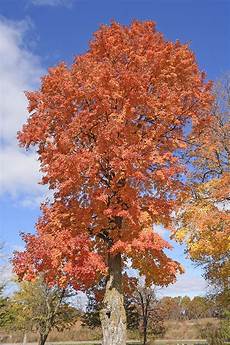 Maple Sugar