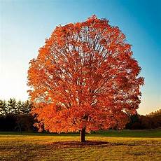 Maple Sugar