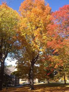 Maple Sugar