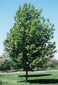 Maple Sugar