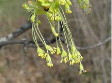 Maple Sugar