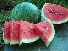 Melon Seeds