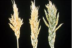 Micronutrients