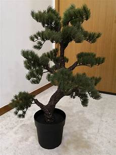 Mini Bonsai