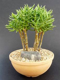 Mini Bonsai