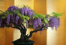 Mini Bonsai
