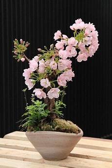 Mini Bonsai