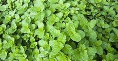 Mint Tea