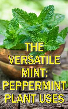 Mint Tea