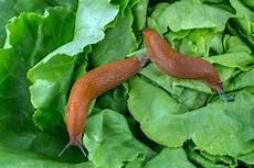Molluscicides