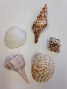 Mollusks