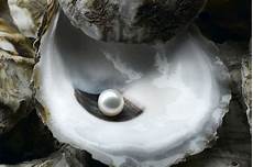 Mollusks