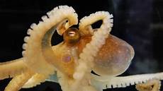Mollusks