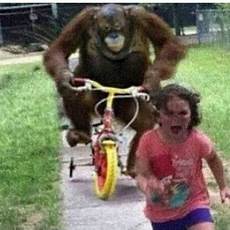 Monkey Bike