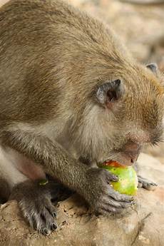 Monkey Bike