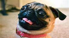 Mops