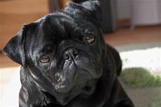 Mops