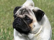 Mops