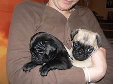 Mops