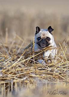 Mops