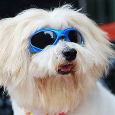 Motorcycle Glasses