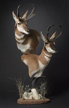 Mule