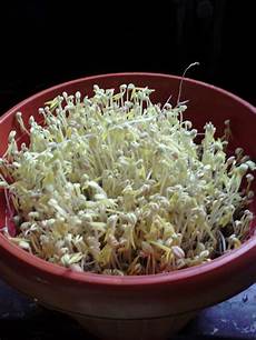 Mung Beans