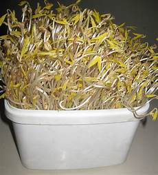 Mung Beans