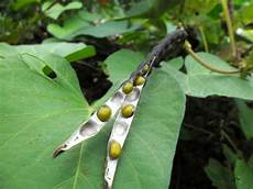 Mung Beans