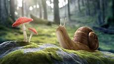Mushroom Stone