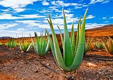 Natural Diabetes Treatment