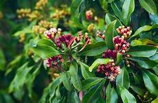 Natural Herbs