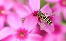 Natural Honey
