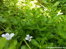 Natural Memory Enhancement