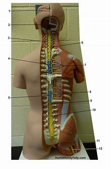 Neck Cord