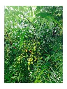 Neem Capsules