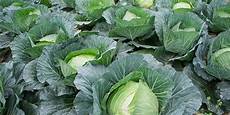 Nematicides