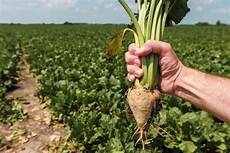 Nematicides